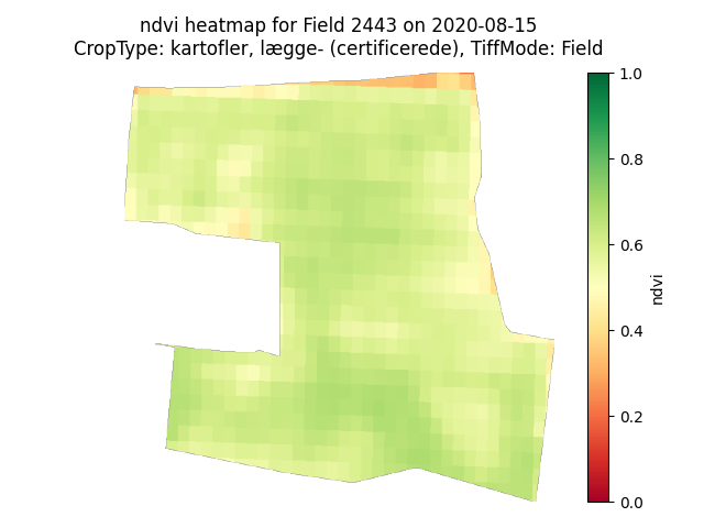 NDVI heatmap of field 2443 on 15 August 2020, pale green and yellow at around 0.6.